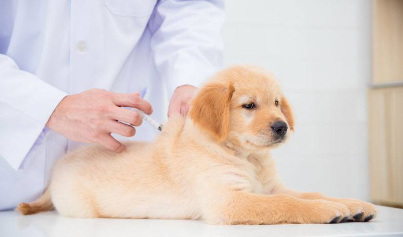 Marina sales veterinary clinic