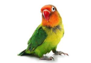 parrot