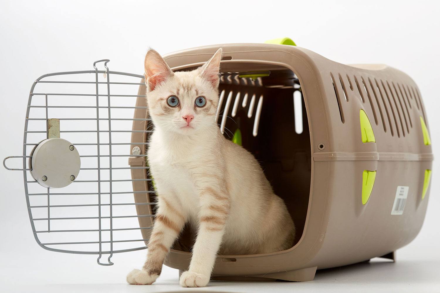 We have an experienced team of British qualified vets and nurses