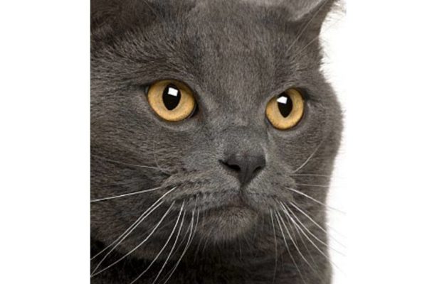 <i>myVET.club</i> PLATINUM