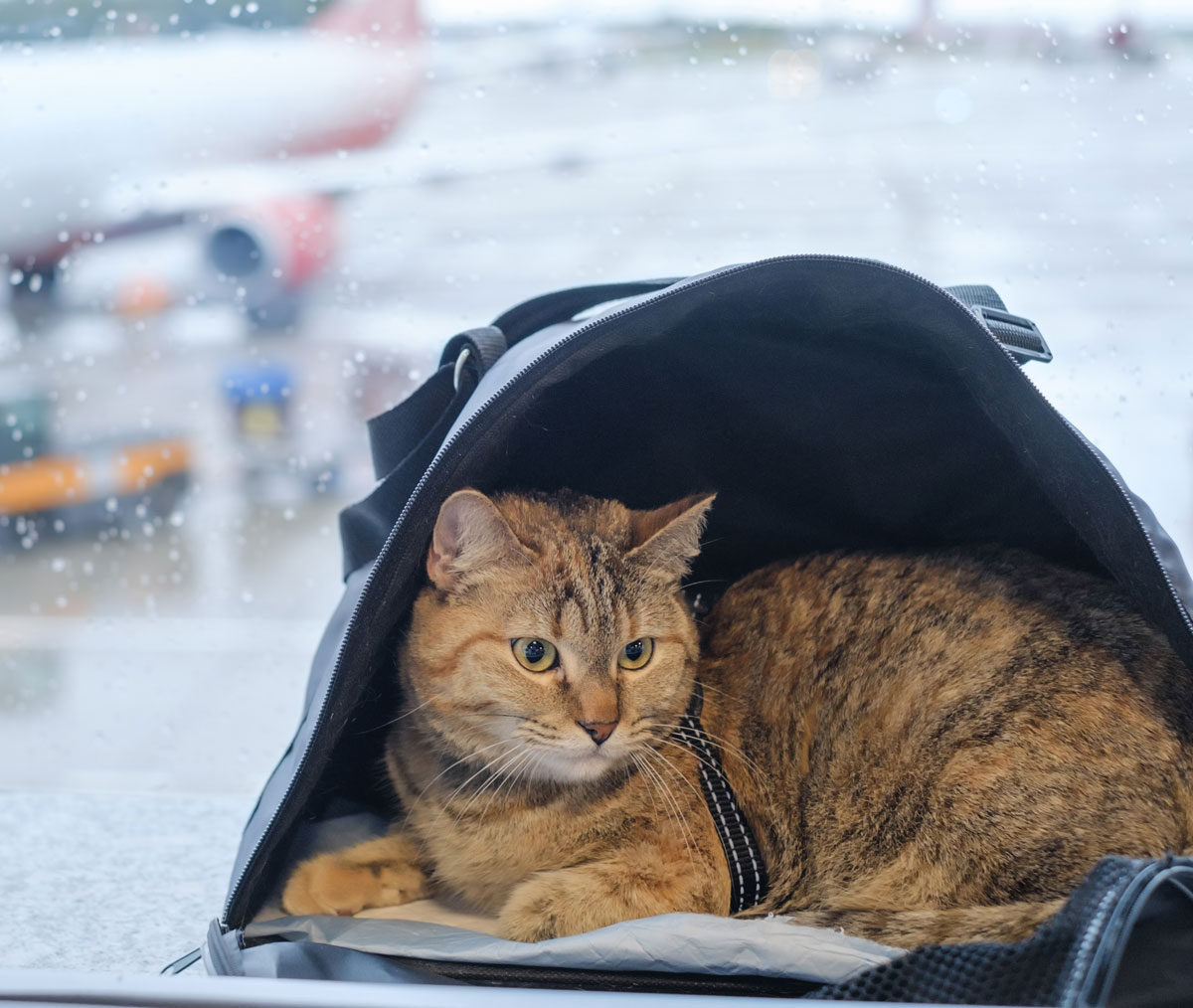 cat-travel-img-1
