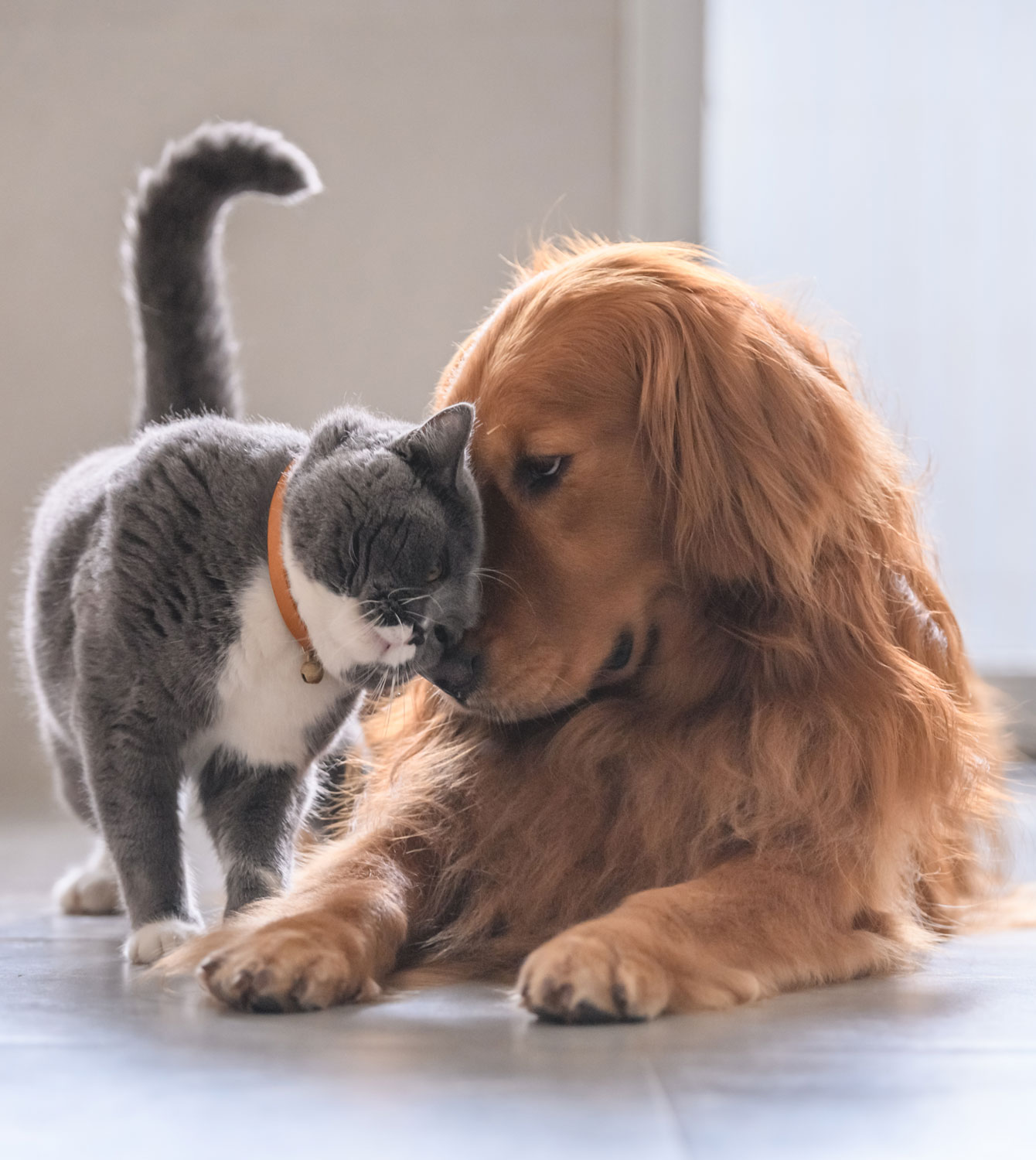 dog-and-cat-img-3