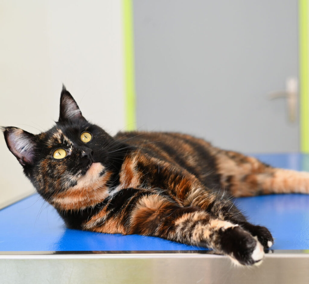 Kidney Disease in Cats - British Veterinary Hospital - Kidney Disease In Cats Weight Loss Causes