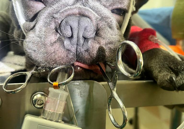 etco2-sensor-dog-img