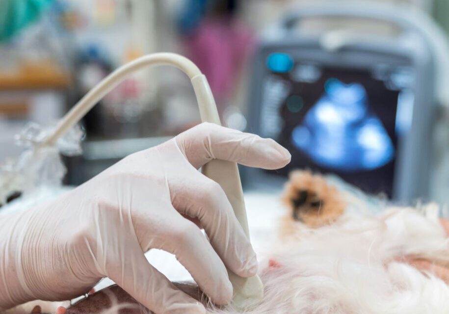 pet-ultrasound-img